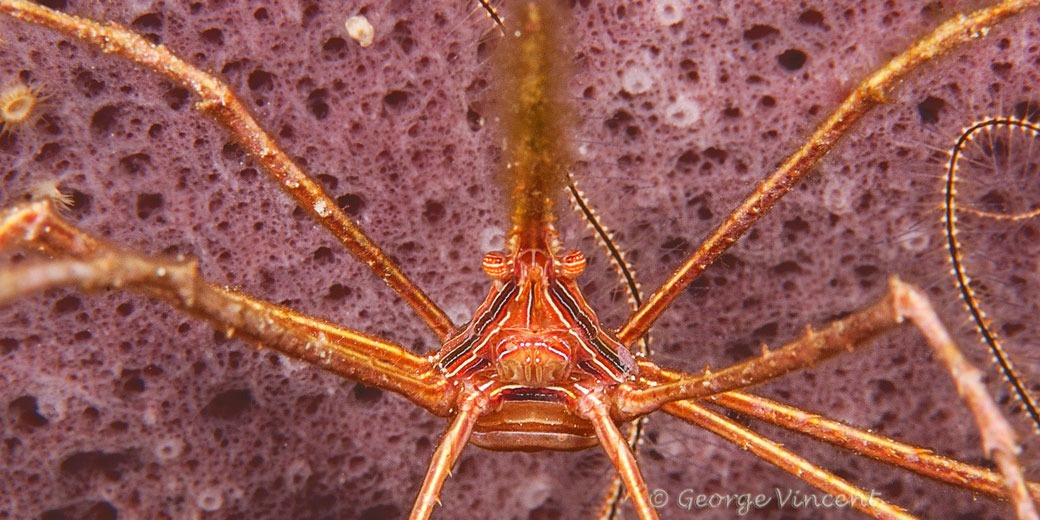 Excellent photo of a beautiful arrow crab