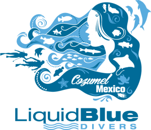 Liquid Blue Divers