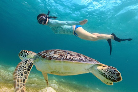 snorkeling_with_a_hawksbill_turtle_in_mexico-dd_crop